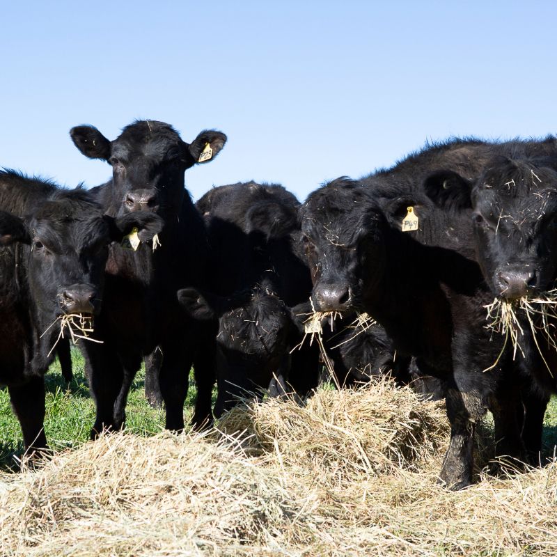 Cows at Milawa Organic Beef