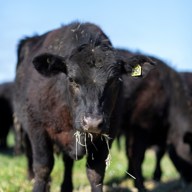 Cows at Milawa Organic Beef