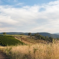 Views of the King Valley
Photo by Erin Davis-Hartwig