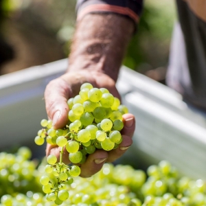 Grapes at vintage, King Valley
Photo by Erin Davis-Hartwig