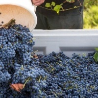 Harvest at Darling Estate Wines, King Valley
Photo by Erin Davis-Hartwig