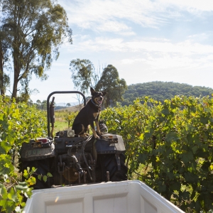 The Harvest helper at Darling Estate Wines, King Valley.
Photo by Erin Davis-Hartwig