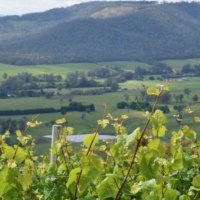King Valley Wine Region Spring