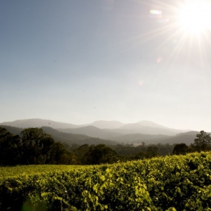 Pizzini Wines Vineyard, King Valley. Photo by Erin Davis-Hartwig