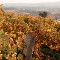 Autumn in the King Valley
