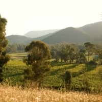Summer in the King Valley, Dal Zotto Wines.