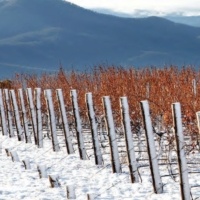 Winter in the King Valley.
Photo by Erin Davis-Hartwig