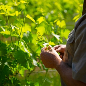 Sam Miranda checking his vineyard, King Valley
